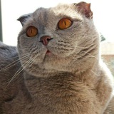 Telegram profile photo for Стёпка