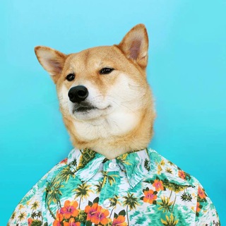 Telegram profile photo for Politically Incorrect