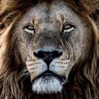 Telegram profile photo for Wissen ist Macht
