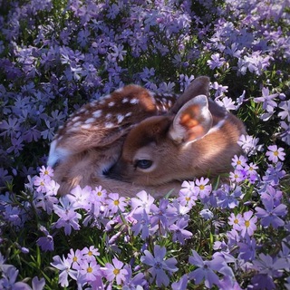 Telegram profile photo for nature atmosphere