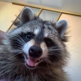 Telegram profile photo for Енотья конура