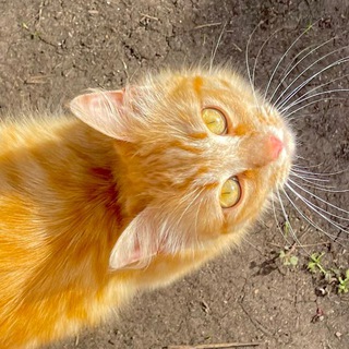 Telegram profile photo for кисейная утка🪬