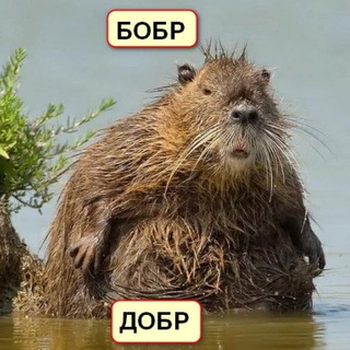 Telegram profile photo for БобрДобр. Добрый канал