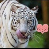 Telegram profile photo for ပုကိုချစ်တဲ့ပြောင်