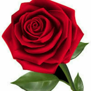 Telegram profile photo for گلچین