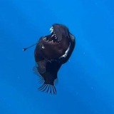 Telegram profile photo for ANGLERFISH CHANNEL