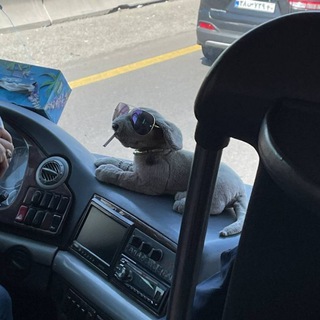 Telegram profile photo for Wheelz