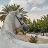 Telegram profile photo for غسّق .