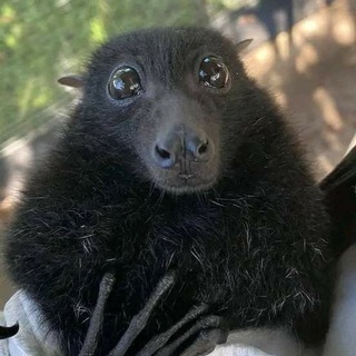 Telegram profile photo for Логово W6zzy