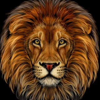Telegram profile photo for Lions-🦁-Bcone❤️🥇💚