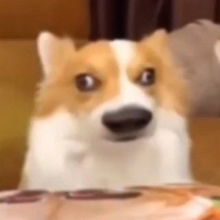Telegram profile photo for ignorecore