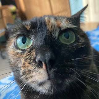 Telegram profile photo for Toki-toki daily