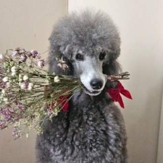 Telegram profile photo for 🐩 МАРУСЯ 🐩