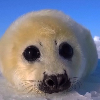 Telegram profile photo for Ломка 2.0