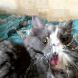 Telegram profile photo for котъ