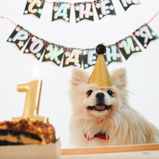Telegram profile photo for По следам пушистых лапок🐾