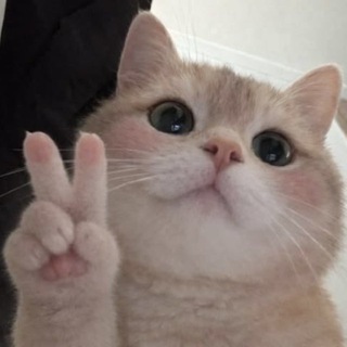Telegram group profile photo for вз чатик