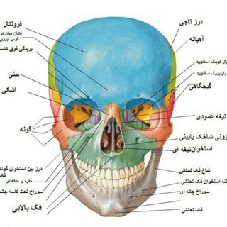 Telegram profile photo for آناتومی آکلند و جنین شناسی