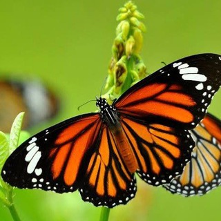 Telegram profile photo for Encantos da Natureza