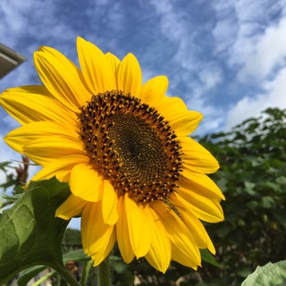 Telegram profile photo for Марина🌻Сад своими руками
