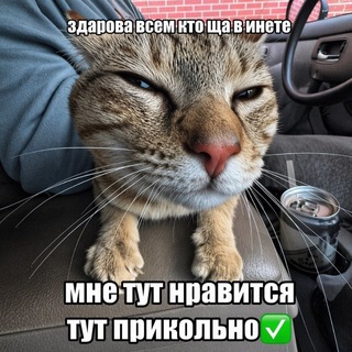 Telegram profile photo for смешные ёбла котов