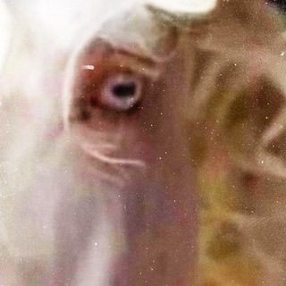 Telegram profile photo for ꙴ ꙵ ꙶ♕🌹 ༄︎𓇚࿐♕