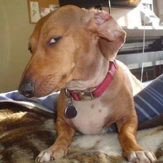 Telegram profile photo for Side Eye Dog $CHICO CTO