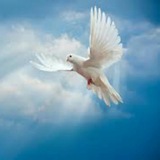 Telegram profile photo for 🕊 شوق پرواز 🕊