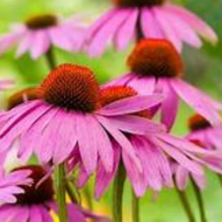 Telegram group profile photo for Terra Lore Naturals Chat