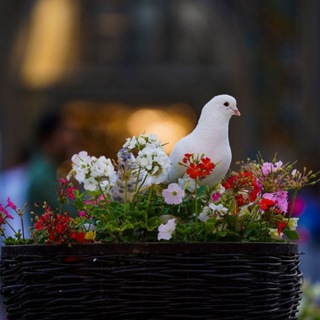 Telegram profile photo for کبوتر حرم