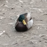 Telegram profile photo for Ровзе