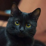 Telegram profile photo for Черная Кошка