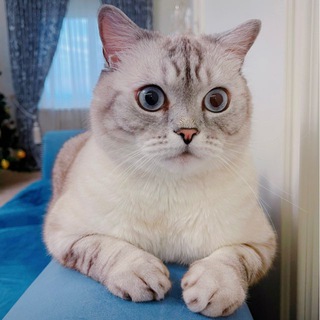 Telegram profile photo for Кот Ириска