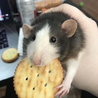 Telegram profile photo for Your fav rat