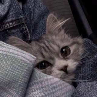 Telegram profile photo for 🐾Cute kittens🧸🫶🏻
