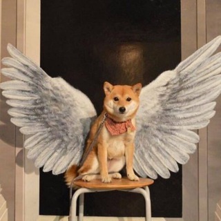Telegram group profile photo for teslacatchannel