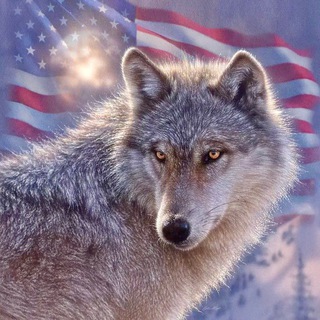 Telegram profile photo for The Wolf Den