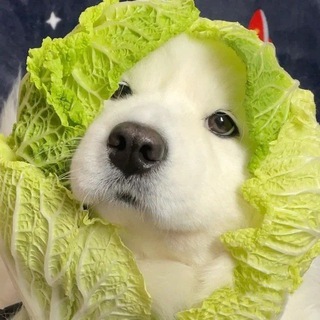 Telegram group profile photo for 长期出QP交流群