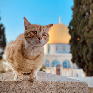Telegram profile photo for حَدِيْثَ قُلَبّ 🤍