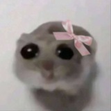 Telegram profile photo for ватрушки ви