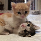 Telegram profile photo for archive