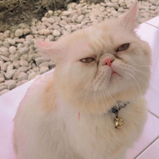 Telegram profile photo for Catvills Coin Portal
