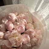 Telegram profile photo for peony