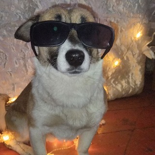 Telegram profile photo for Товары для собак с озон