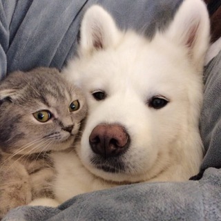 Telegram profile photo for Знакомства китайцев c русскими для серьезных отношений❤️