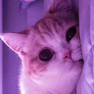 Telegram profile photo for أحـاسـيـس صـادقـة || 🌸