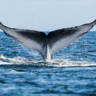 Telegram profile photo for Oh my Whale🐳🇺🇦