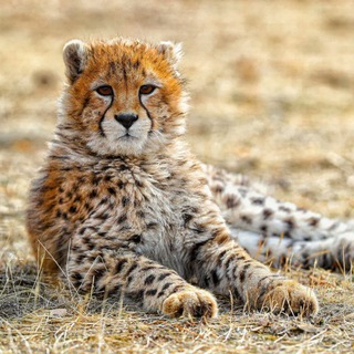 Telegram profile photo for حیات وحش ایران